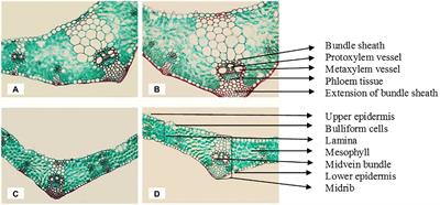 Germination, physio-anatomical behavior, and productivity of wheat plants irrigated with magnetically treated seawater